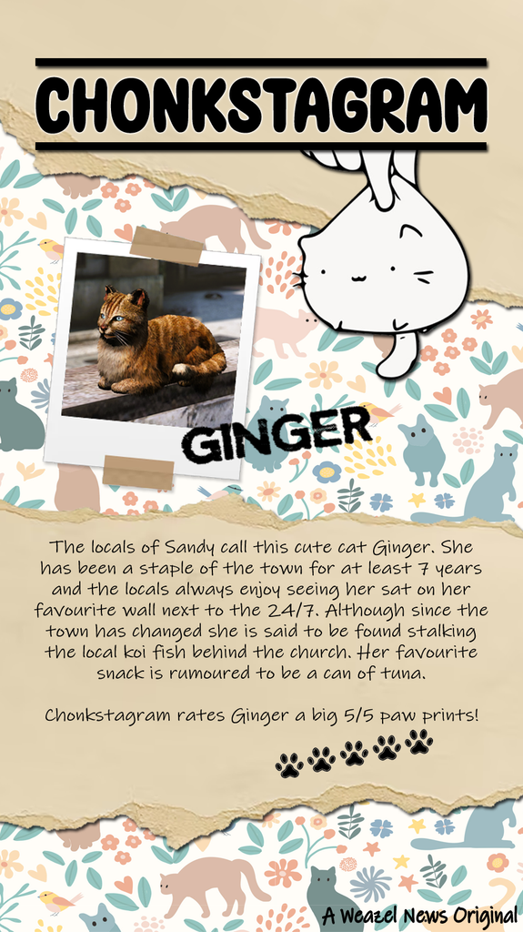 The locals of Sandy call this cute cat Ginger. She has been a staple of the town for at least 7 years and the locals always enjoy seeing her sat on her favourite wall next to the 24/7. Although since the town has changed she is said to be found stalking the local koi fish behind the church. Her favourite snack is rumoured to be a can of tuna.

Chonkstagram rates Ginger a big 5/5 paw prints!